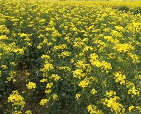 牧草种子油菜