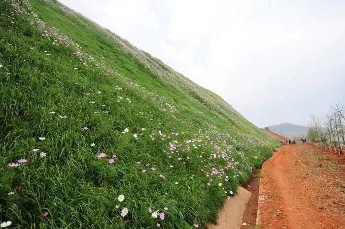 全国边坡草种：草灌花混播