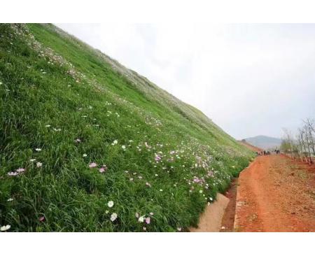 这里的边坡草种：草灌花混播