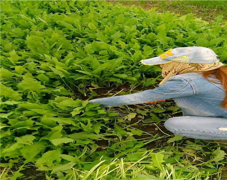 河南饲用苦荬草