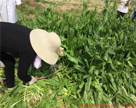 河南大叶菊苣（鸡鸭鹅用）