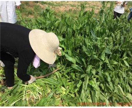 大叶菊苣（鸡鸭鹅用）怎么样？