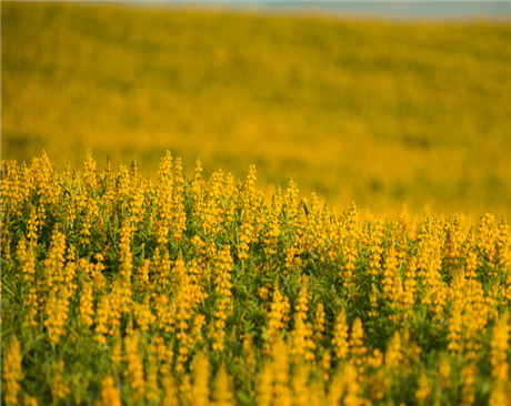 郑州黄花羽扇豆-牧用、绿肥