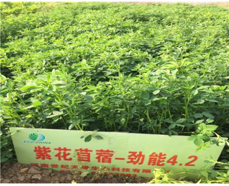 紫花苜蓿-劲能4.2（4-5级）怎么样？