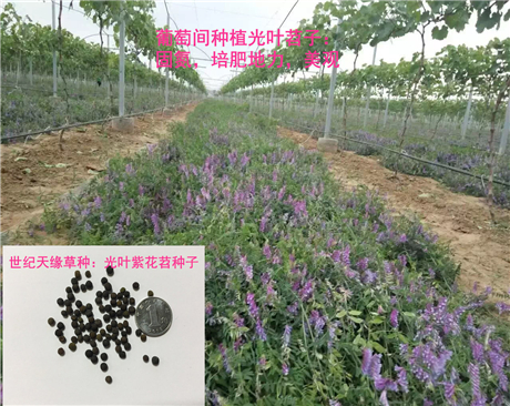 绿肥种子光叶紫花苕