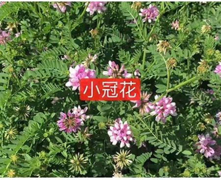 小冠花怎么样？